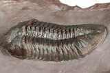 Five Trilobites (Four Species) in Association - Jorf, Morocco #334862-6